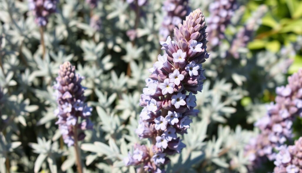Generate an image of Russian sage in full bloom, showcasing its lavender-blue flowers and silvery-gray foliage. Generate an image of Russian sage in full bloom, showcasing its lavender-blue flowers and silvery-gray foliage.